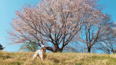 ４月からホームページを開設しました