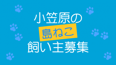 小笠原の島ねこ飼い主募集！