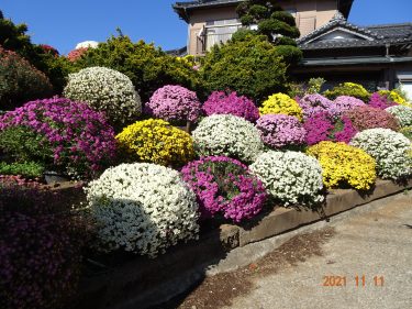 独語45　人と動物の相互作用国際連合IAHAIO