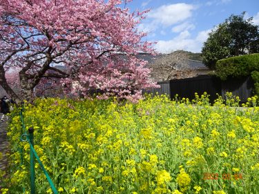 独語72　日大OBとして