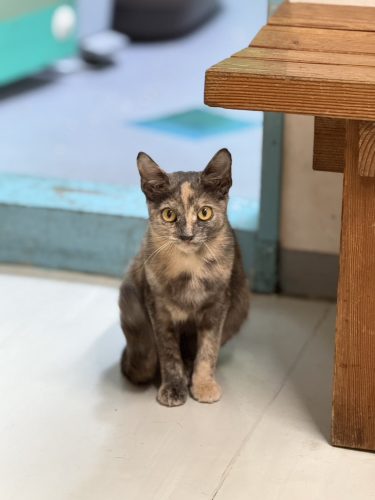 千花ちゃんです