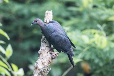 独語100　アカガシラカラスバトとノネコ