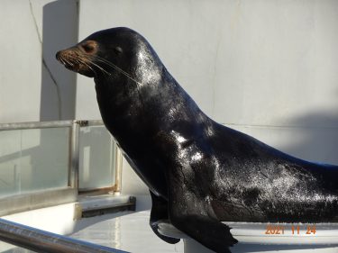 独語99　アニマルカフェ